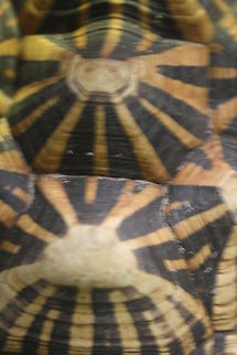 Indian Star Tortoise  Geochelone elegans,Indian star tortoise