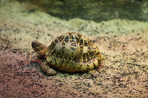 Indian Star Tortoise   Geochelone elegans,Indian star tortoise