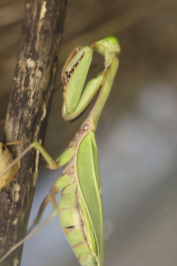 Giant Mantid (Hierodula majuscala) Size females up to 7cms, males are smaller.  Mantids are predatory and will only feed on live moving prey. Female produce an egg sac which may give rise to more than 250 nymphs. Hierodula majuscula