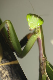 Giant Mantid (Heirodula majuscala)  Hierodula majuscula
