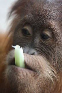 Sumatran Orangutan  Pongo abelii,Sumatran orangutan
