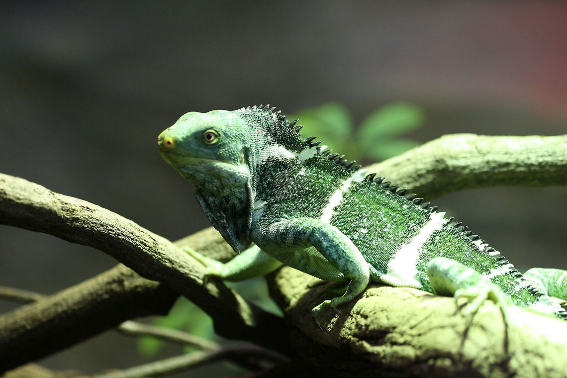 Fijian Crested Iguana Native to Fiji and discovered by Dr. Gibbons in 1981.  Listed as critically endangered, it was found on 14 islands but now on 3. Population is threatened due to pet trade.  When threatened they can turn black.  Diet is leaves, fruit and flower  especially hibiscus flowers. Length is 70 - 80cm can be as long a 1.2m. Brachylophus vitiensis,Fiji Crested Iguana