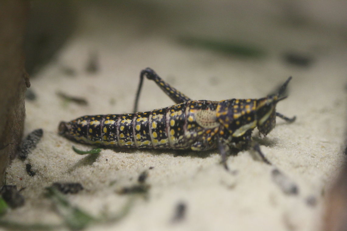 Blistered (pyrgomorph)Grass hopper  Blistered grasshopper,Monistria pustulifera