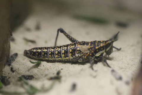 Blistered (pyrgomorph)Grass hopper  Blistered grasshopper,Monistria pustulifera