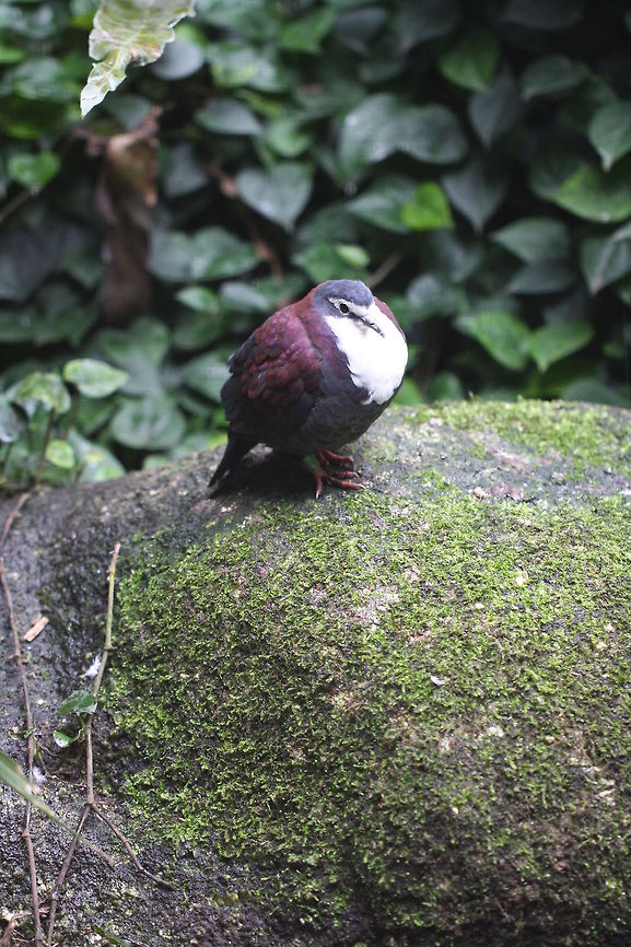 White Bibbed Dove (Gallicolumba jobiensis) found in the rainforests, monsoon forests and brushy gardens in PNG, Bismark Archipelago, Joby, Dampier and Solomon Islands.  Generally terrestrial but also feeds 12 -20m up in the canopies of fruiting trees or climbing bamboo.  Diet consists of fruits, seeds and some insects. Gallicolumba jobiensis,White-breasted Ground Dove