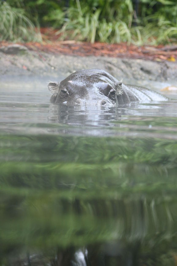 Pygmy Hippo This photo was taken on a cold morning, 6c, so the mist was lifting from the water Choeropsis liberiensis,Pygmy Hippopotamus
