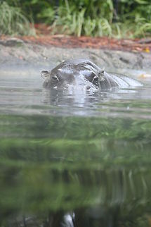 Pygmy Hippo This photo was taken on a cold morning, 6c, so the mist was lifting from the water Choeropsis liberiensis,Pygmy Hippopotamus