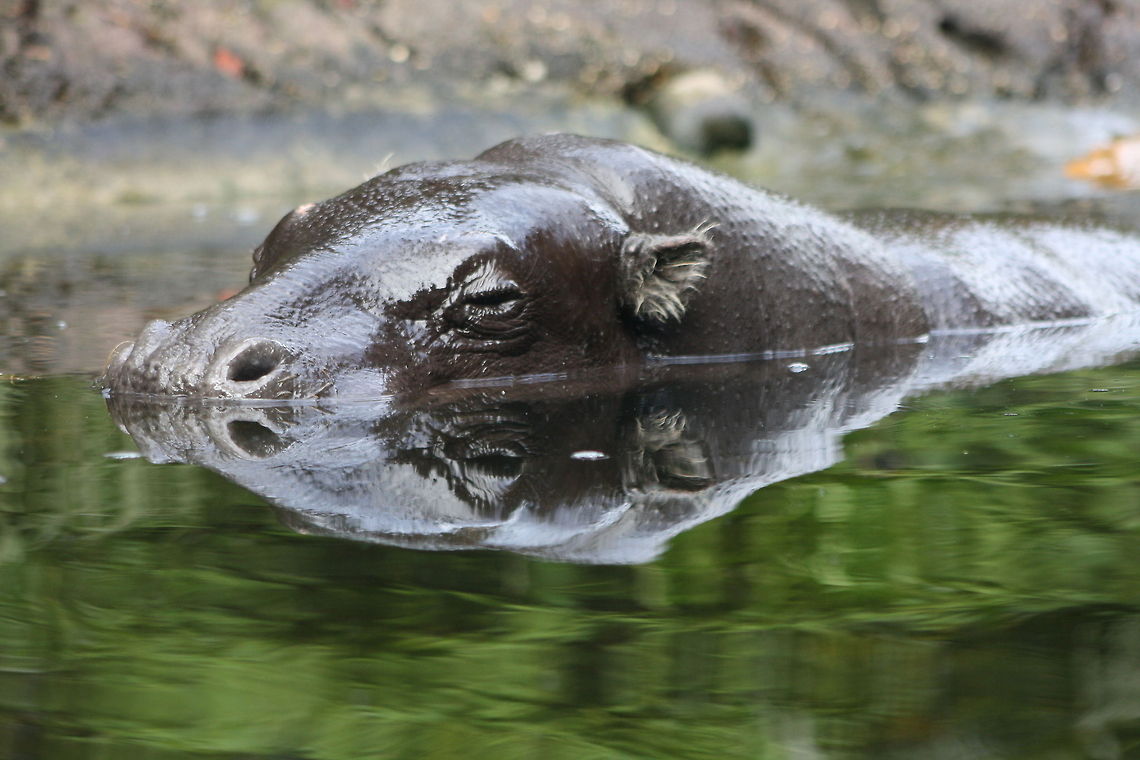 Pygmy Hippopotamus  Choeropsis liberiensis,Pygmy Hippopotamus