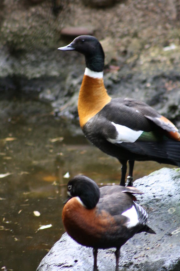 Australian Shelduck The male has the white ring around its eye<br />
 Australian Shelduck,Tadorna tadornoides