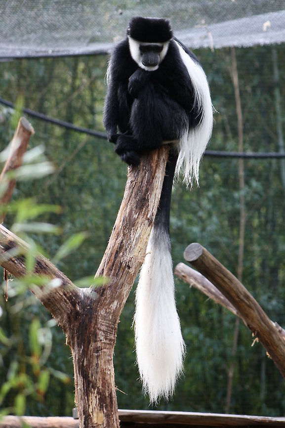 Black and White Colobus (Colobus guereza)  Colobus guereza,Mantled guereza