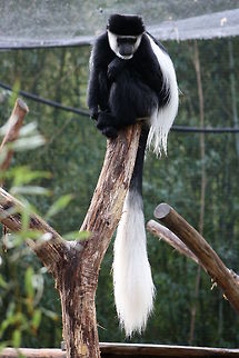 Black and White Colobus (Colobus guereza)  Colobus guereza,Mantled guereza