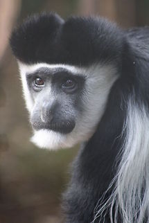 Blac and White Colobus (Colobus guereza)  Colobus guereza,Mantled guereza