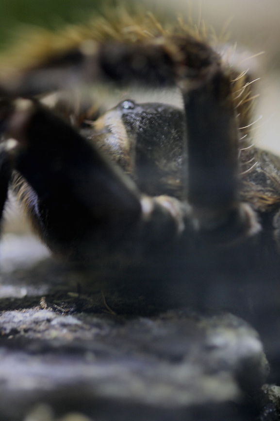 Salmon Pink Toed Tarantula  Avicularia avicularia,Pinktoe tarantula