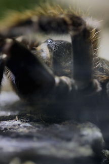 Salmon Pink Toed Tarantula  Avicularia avicularia,Pinktoe tarantula