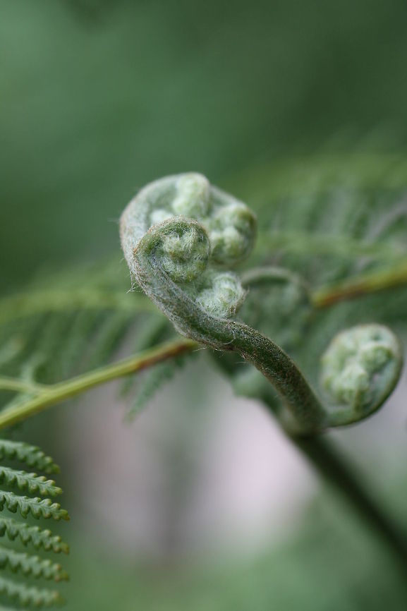 Tree Fern new growth