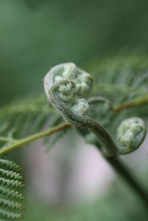 Tree Fern new growth