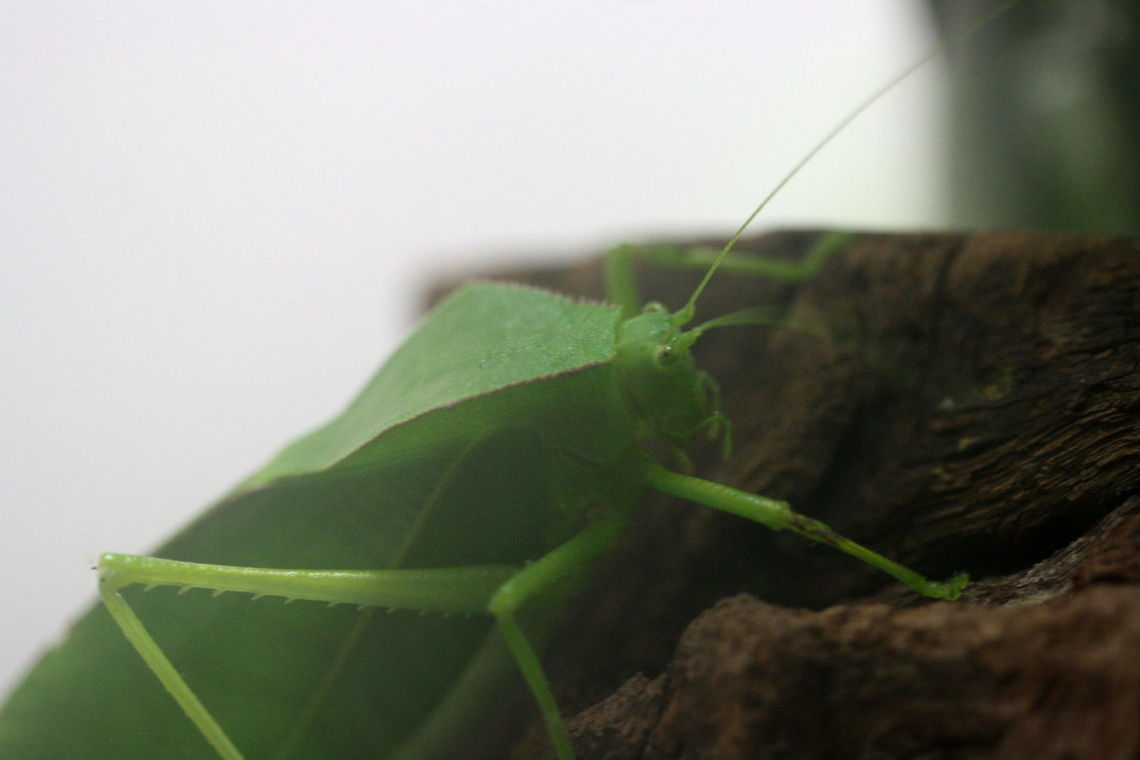 Giant Katydid (Tettigoniidae) The Katydid gets it name from its mating call.  They live mainly in trees.<br />
They are found all over the world, the greatest richness is in tropical areas. Giant Katydid,Stilpnochlora couloniana