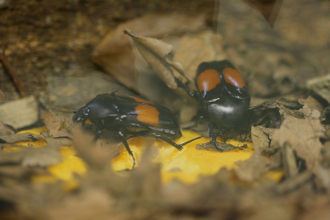 Red Spotted Chafer (Dilochrosis balteata)  Dilochrosis balteata