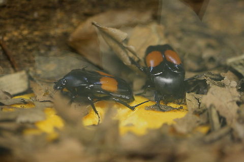 Red Spotted Chafer (Dilochrosis balteata)  Dilochrosis balteata