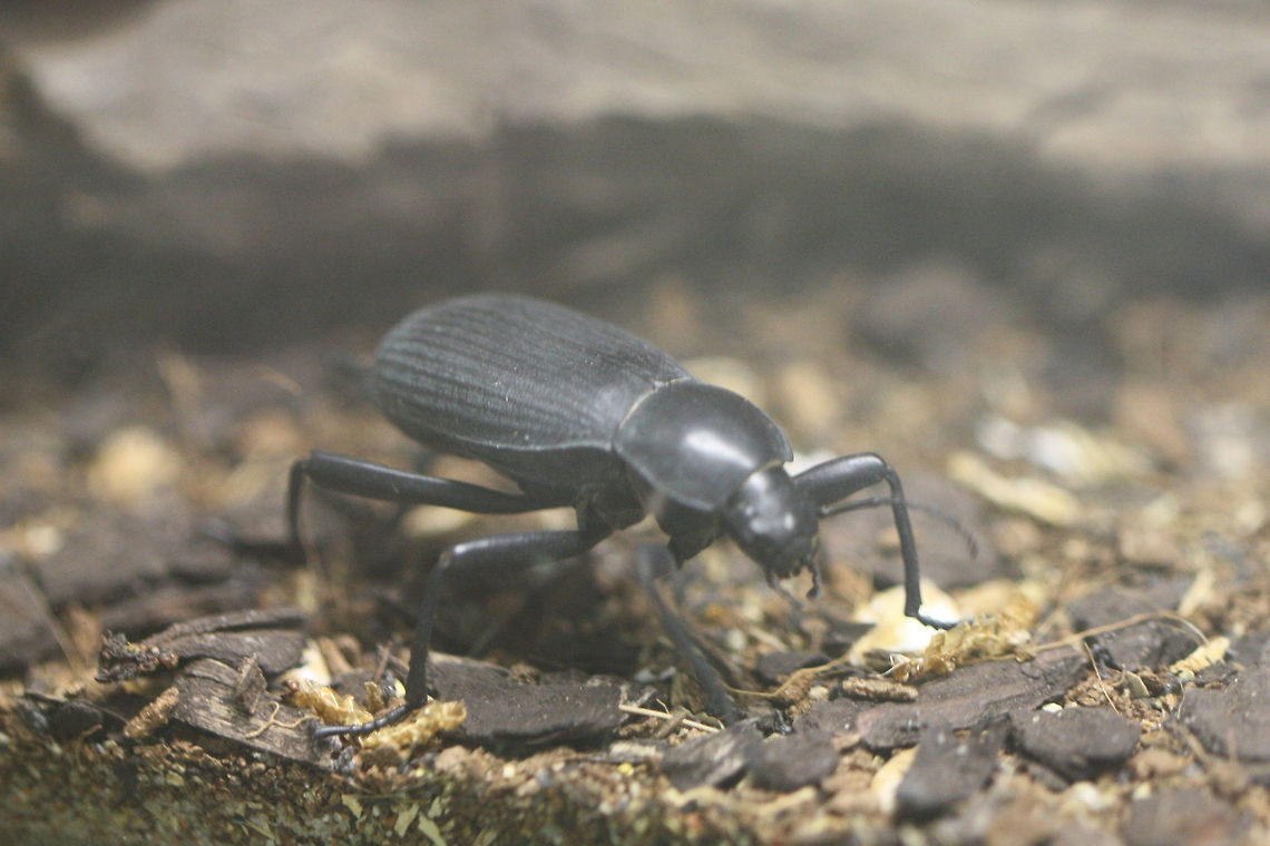 Egyptian Beetle (Blaps polychresta) These beetles are native to Eygpt and Syria and are believed to have been introduced to Australia via European clipper ships carrying grain. They are common in the South of SA and in NW Victoria. Historically it is said that Eygptian women keen to get fashionably fat would eat these beetles.They aren't considered a pest but can spoil stored grain. Blaps polychresta,Egyptian Beetle,beetles,insects