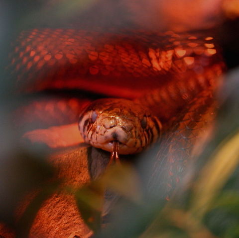 Black  lipped Cobra  Forest cobra,Naja melanoleuca