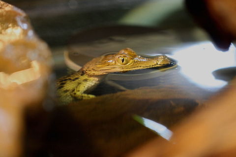 Philippines Crocodile  Crocodylus mindorensis,Philippine Crocodile