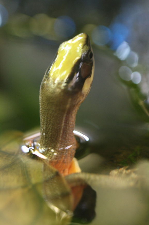 Gold Coin Turtle (Cuora trifasciata) This turtle is from S China, Hong Kong, N Vietnam and N Laos. Seen upside down the underside edge of the carapace presents a pale yellow ring against a dark plastron.  The head has a large yellow patch on top, yellow strips along the jaw and a red chin.  Critically endangered due to over harvesting for food, traditional medicine and the pet trade. In parts of China the proceeds from an adult turtle is enough to build a house. Cuora trifasciata