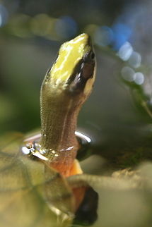 Gold Coin Turtle (Cuora trifasciata) This turtle is from S China, Hong Kong, N Vietnam and N Laos. Seen upside down the underside edge of the carapace presents a pale yellow ring against a dark plastron.  The head has a large yellow patch on top, yellow strips along the jaw and a red chin.  Critically endangered due to over harvesting for food, traditional medicine and the pet trade. In parts of China the proceeds from an adult turtle is enough to build a house. Cuora trifasciata