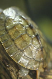 Gold Coin Turtle  Cuora trifasciata