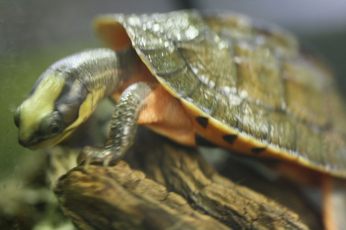 Gold Coin Turtle this picture is a juvenile turtle it is about 2inches round.   Cuora trifasciata