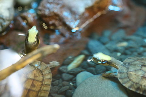 Gold Coin Turtle This turtle is Melbourne Zoo's ambassador species for all Asian turtles as many species are under threat of extinction due to over harvesting. Cuora trifasciata