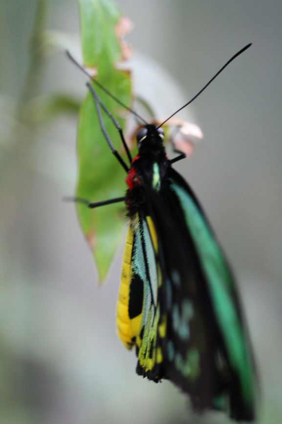 Cairns Birdwing  Cairns Birdwing,Ornithoptera euphorion
