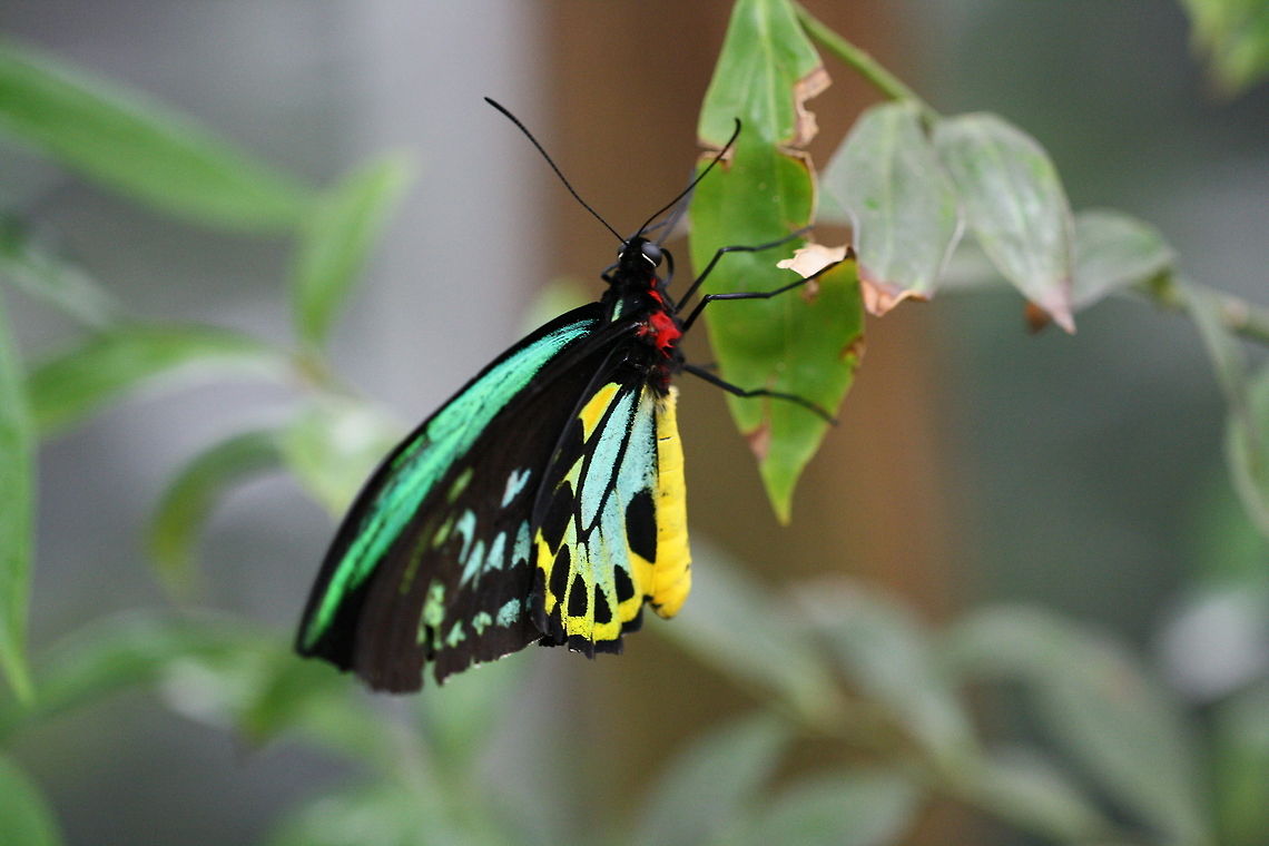 Cairns Birdwing  Cairns Birdwing,Ornithoptera euphorion