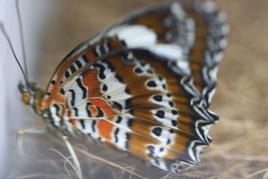 Orange Lacewing  Cethosia penthesilea,Orange Lacewing