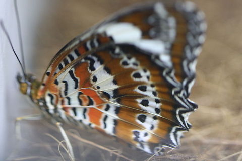 Orange Lacewing  Cethosia penthesilea,Orange Lacewing