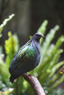Nicobar Pigeon  Caloenas nicobarica,Nicobar Pigeon