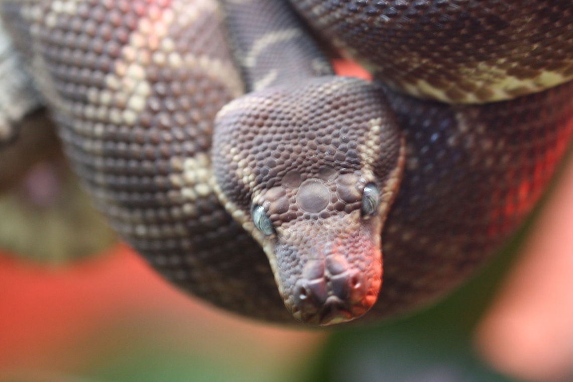 Rough Scaled Python found in rocky valleys and gorges in the Kimberley region of northern WA.  One of Australia&#039;s rarest snakes with little known of its wild behaviour.  Spends the day in caves or shady rock shelves or in shaded bushes and hunts at night.  Has very long teeth for its body size-the better to get a grip on prey. Morelia carinata