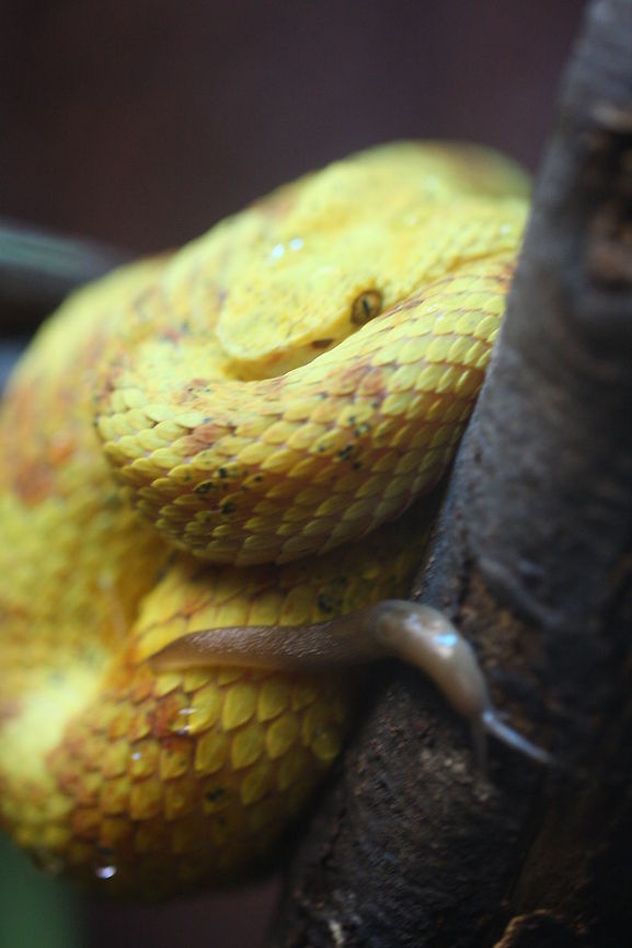 Eye Lash Viper watching what it eats.  Bothriechis schlegelii,Eyelash Viper