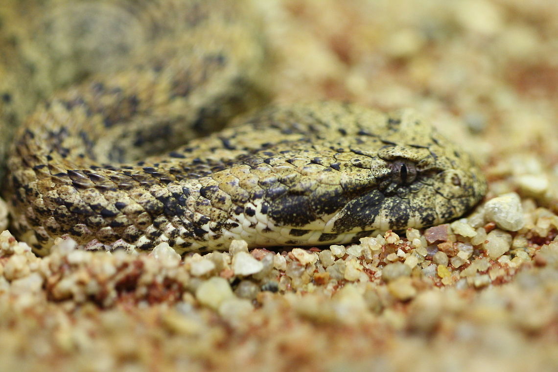 Death Adder Prefers virgin low scrub habitats with plenty of ground leaf litter in NSW, southern half of Qld and south SA and W Australia. A very heavy fat snake its head is similar in shape to a rattlesnake and the tail ends in a curved spine.  They are ambush hunters hiding in leaf litter and twitching their tail tip to lure prey. Gives birth to live young. Acanthophis antarcticus,Common death adder