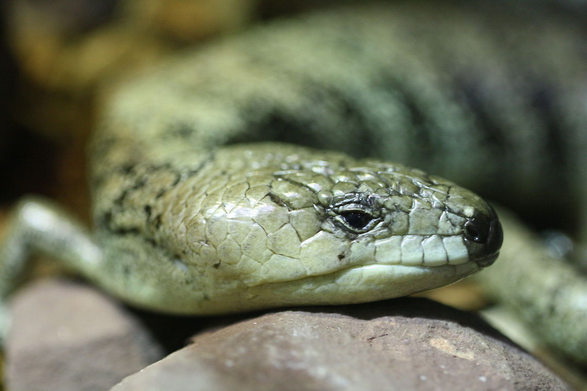 Pink Tongue Lizard (Hemisphaeriodon gerrardii) Inhabits rainforests, wet woodlands and moist areas of dryer woodlands east of the divide of NSW and Qld (south of York Peninsula) and can be found in urban gardens.  Sometimes mistaken for Eastern Bluetongues.  Females have large litters (20 to 30) live young. Tongue is blue at birth but changes to pink after about 3 months. Diet consists mainly of snails and slugs.  Has a slightly prehensile tail which gives support when skink is climbing. Hemisphaeriodon gerrardii,Pinkton Gue Skink