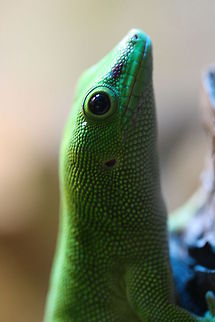 Madagascar Gaint Day  Gecko  Phelsuma grandis,Phelsuma madagascariensis grandis