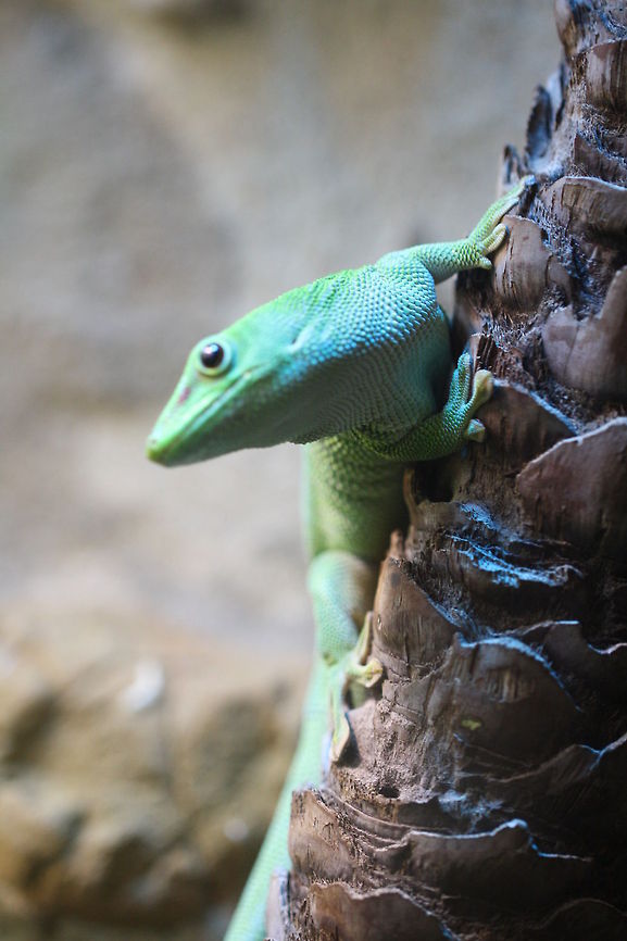 Madagascar Gaint Day Gecko  Phelsuma grandis,Phelsuma madagascariensis grandis