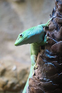 Madagascar Gaint Day Gecko  Phelsuma grandis,Phelsuma madagascariensis grandis