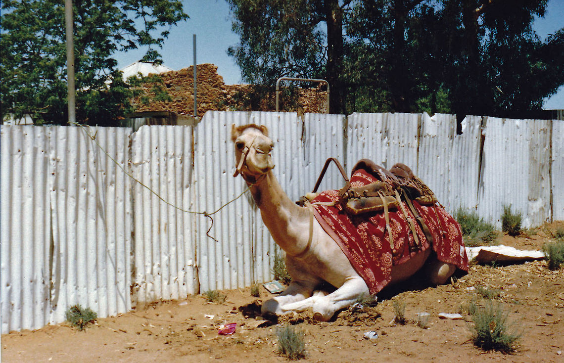 Camel  Camelus dromedarius,Dromedary camel