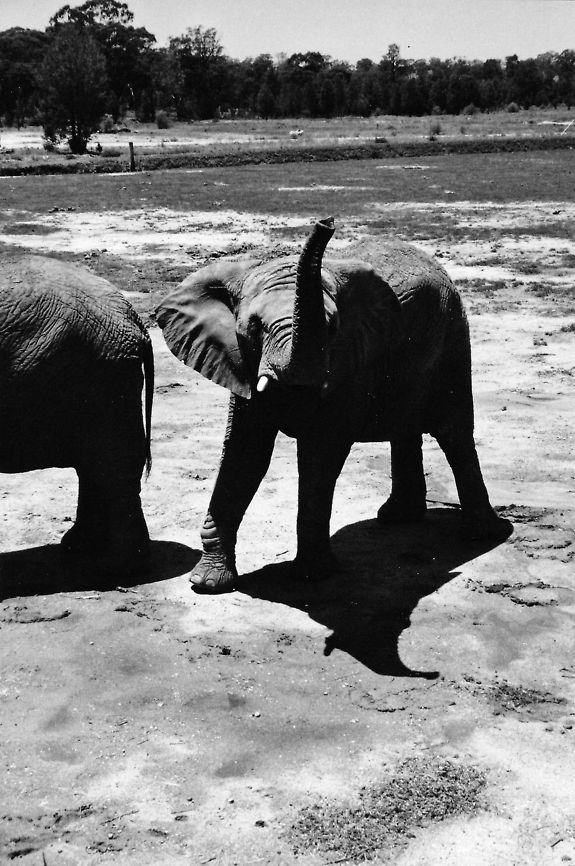 African Elephant  African bush elephant,Loxodonta africana