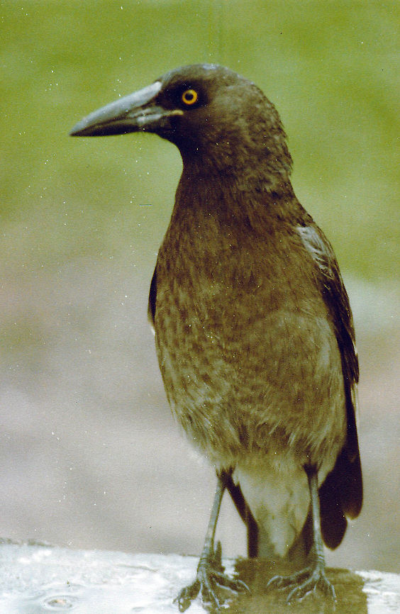 Pied Currawong  Australia,Geotagged,Pied Currawong,Strepera graculina
