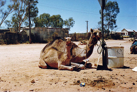 Camel  Australia,Camelus dromedarius,Dromedary camel,Geotagged