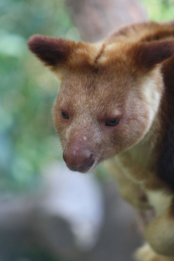 Goodfellows Tree Kangaroo  Dendrolagus goodfellowi,Goodfellows tree-kangaroo