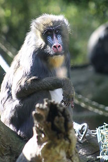 Mandrill  Mandrill,Mandrillus sphinx