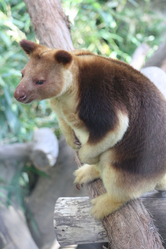 Goodfellows Tree Kangaroo  Dendrolagus goodfellowi,Goodfellows tree-kangaroo